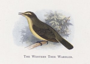 The Western Tree Warbler